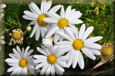 Bloemen